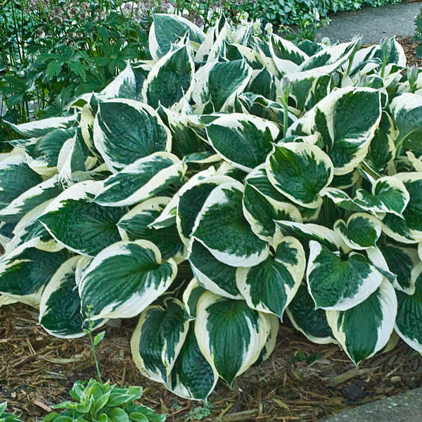 Hosta 'Minuteman'