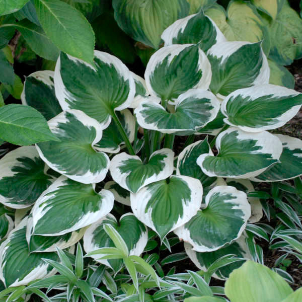 Hosta 'Minuteman'