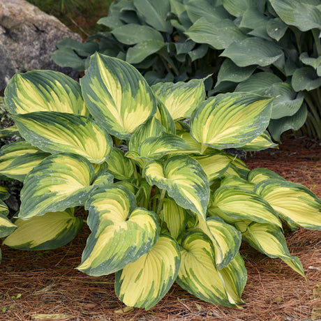 Hosta 'My Fair Lady'