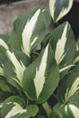 Hosta 'Night before Christmas'