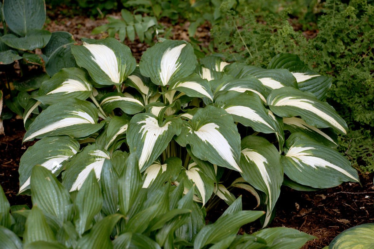 Hosta 'Night before Christmas'