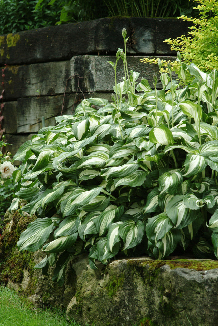 Hosta 'Night before Christmas'