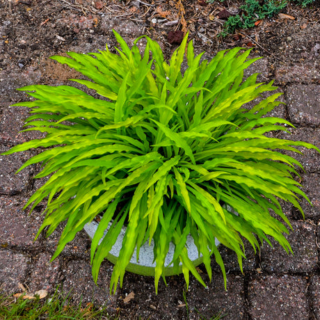 Hosta 'Party Streamers'