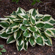 Hosta 'Patriot'