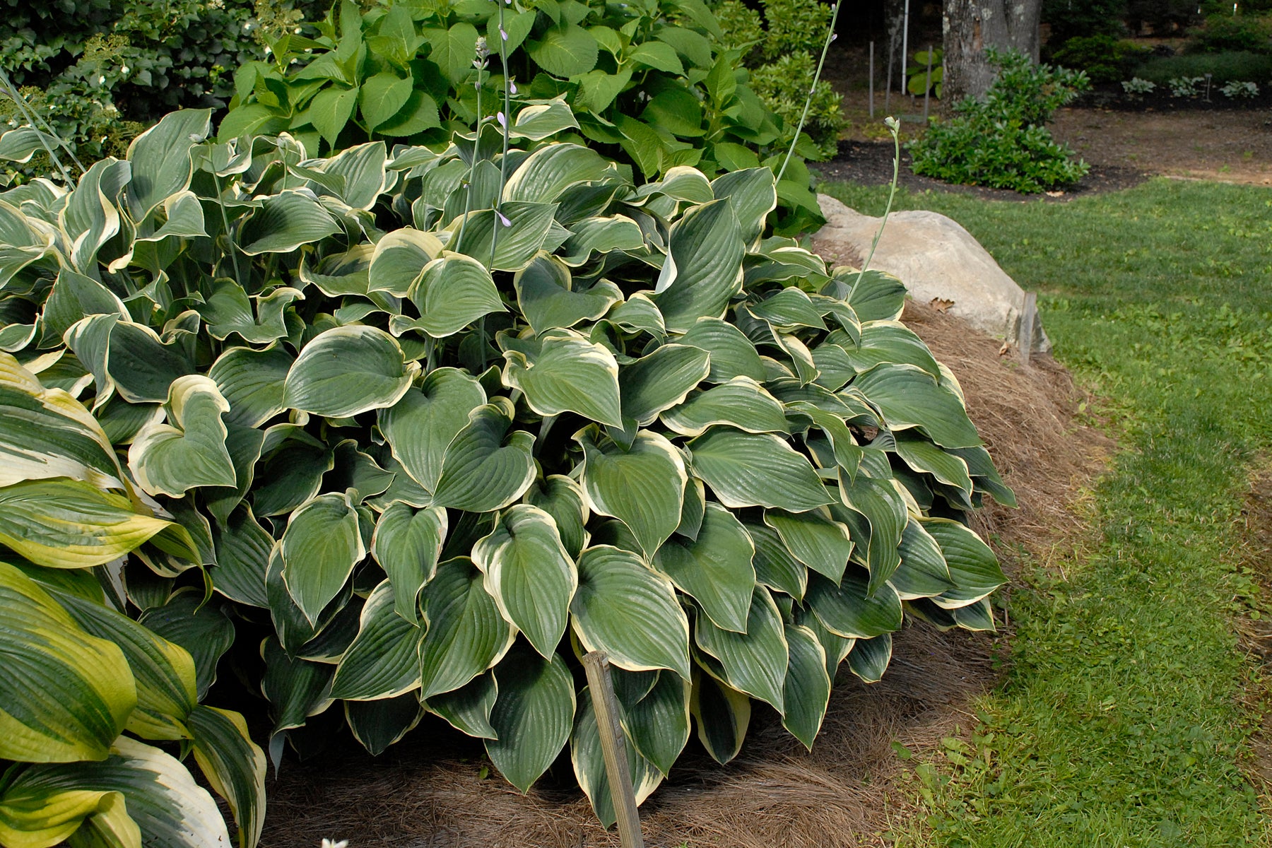 Romence Gardens Hosta Regal Splendor - Thumbnail 4