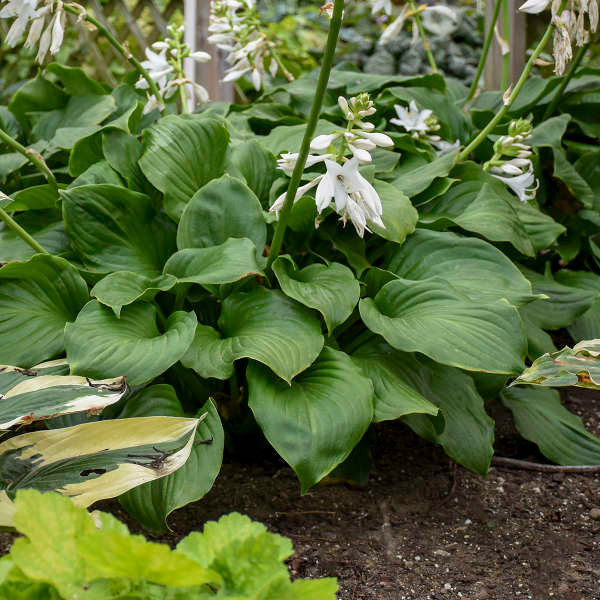 Hosta 'Royal Crest'