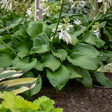 Hosta 'Royal Crest'