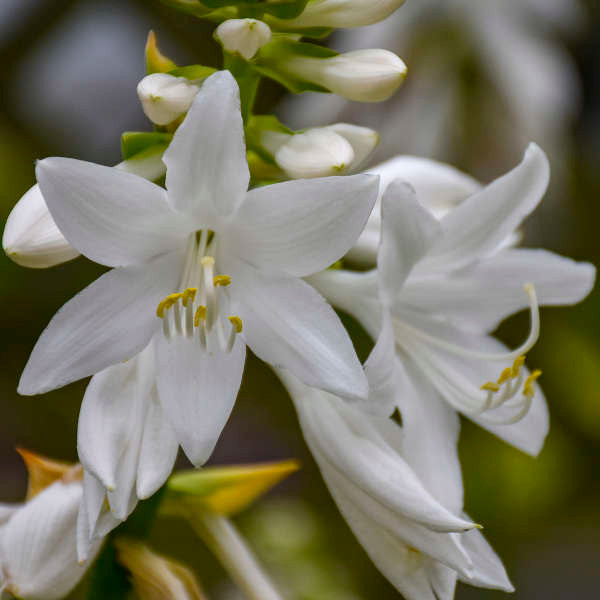 Hosta 'Royal Crest'