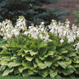 Hosta 'Royal Standard'