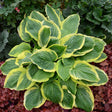 Hosta 'Royal Wedding'