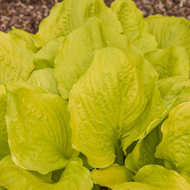 Hosta 'Seasons in the Sun'