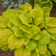 Hosta 'Seasons in the Sun'