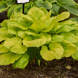 Hosta 'Seasons in the Sun'