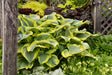 Hosta 'SHADOWLAND® Seducer'