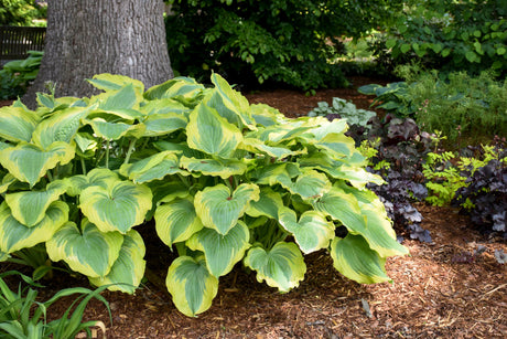 Hosta 'SHADOWLAND® Seducer'