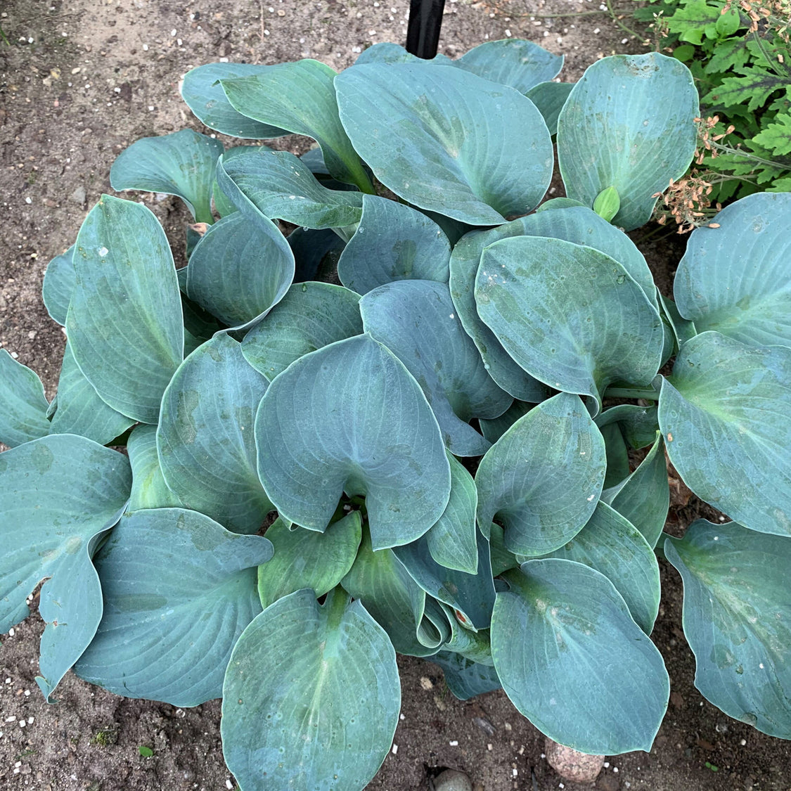Hosta 'Silver Bullet' – Romence Gardens & Greenhouses
