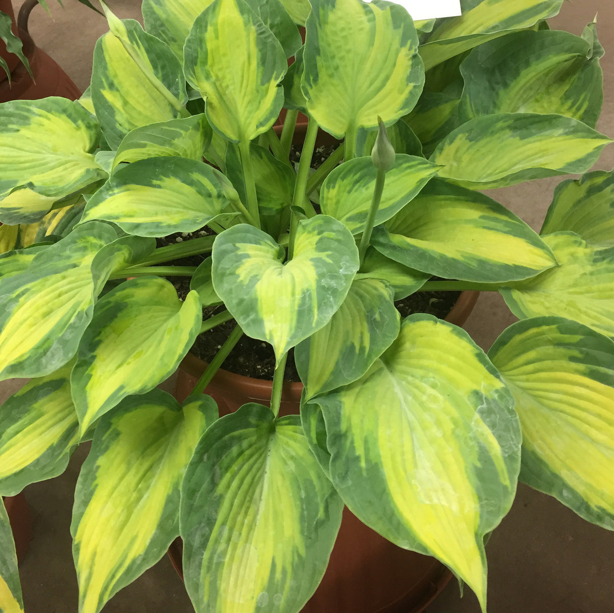 Hosta 'Sister Act'