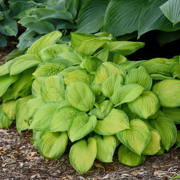 stained glass house plants Hosta Stained Glass, Green