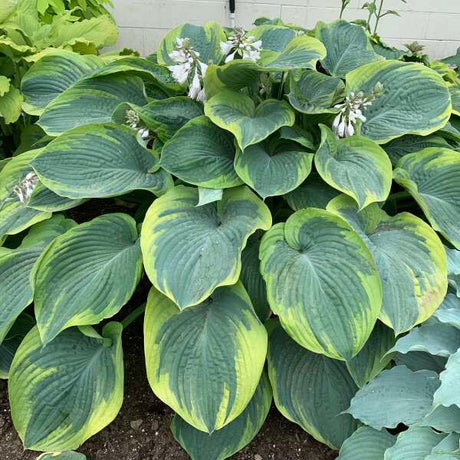 Hosta 'Terms of Endearment'