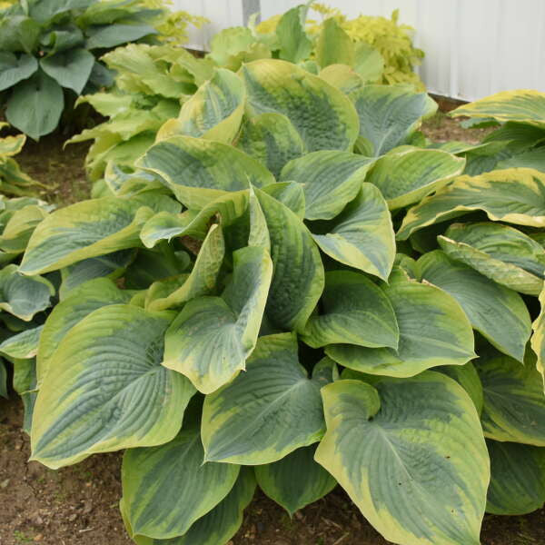 Hosta 'Terms of Endearment'