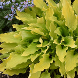 Hosta 'Time in a Bottle'