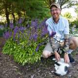 Hosta 'Time in a Bottle'