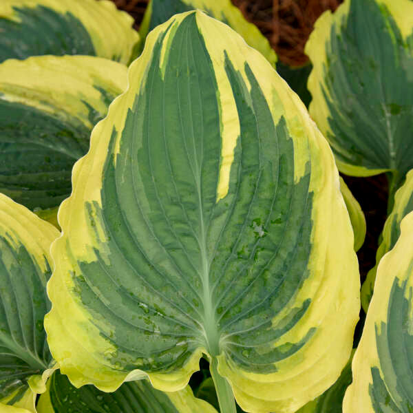 Hosta 'Trendsetter'