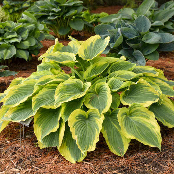 Hosta 'Trendsetter'