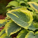 Hosta 'Trendsetter'