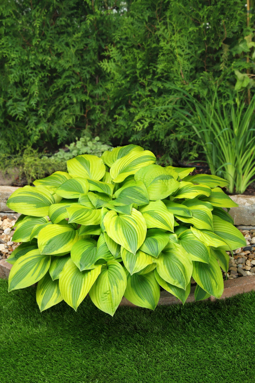 Green and yellow hosta plant in a garden setting with trees and rocks in the background