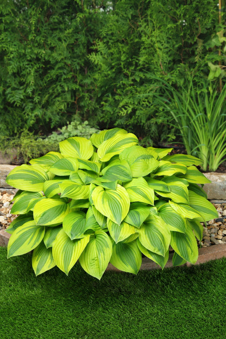Green and yellow hosta plant in a garden setting with trees and rocks in the background