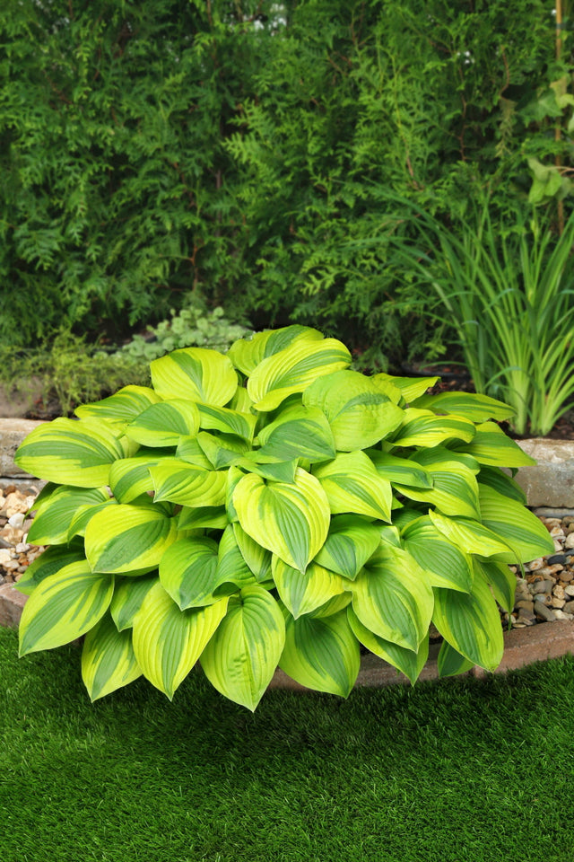 Green and yellow hosta plant in a garden setting with trees and rocks in the background