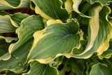 Hosta Shadowland® 'Voices in the Wind'