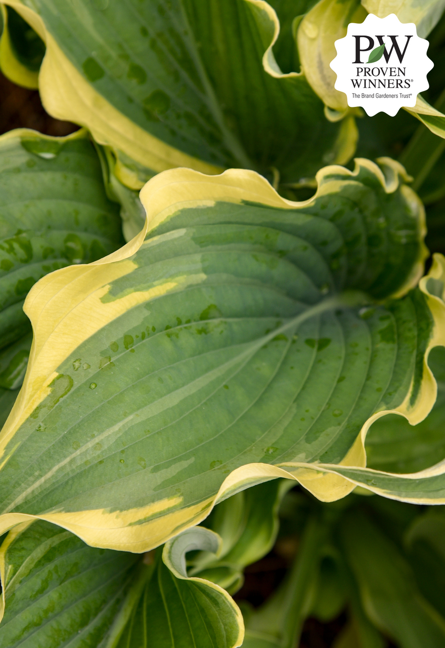 Hosta SHADOWLAND® 'Voices in the Wind'