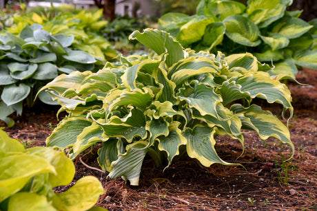 Hosta SHADOWLAND® 'Voices in the Wind'