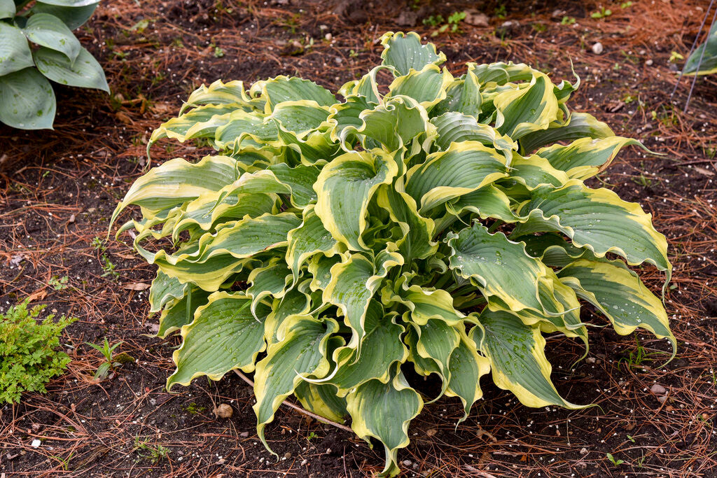 Hosta SHADOWLAND® 'Voices in the Wind'