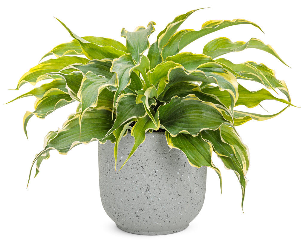 Hosta SHADOWLAND® 'Voices in the Wind'