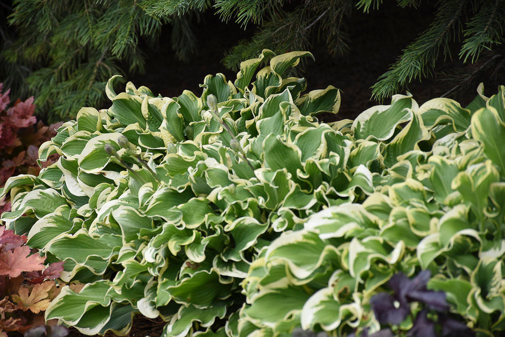 Hosta Shadowland® 'Wheee!' – Romence Gardens & Greenhouses