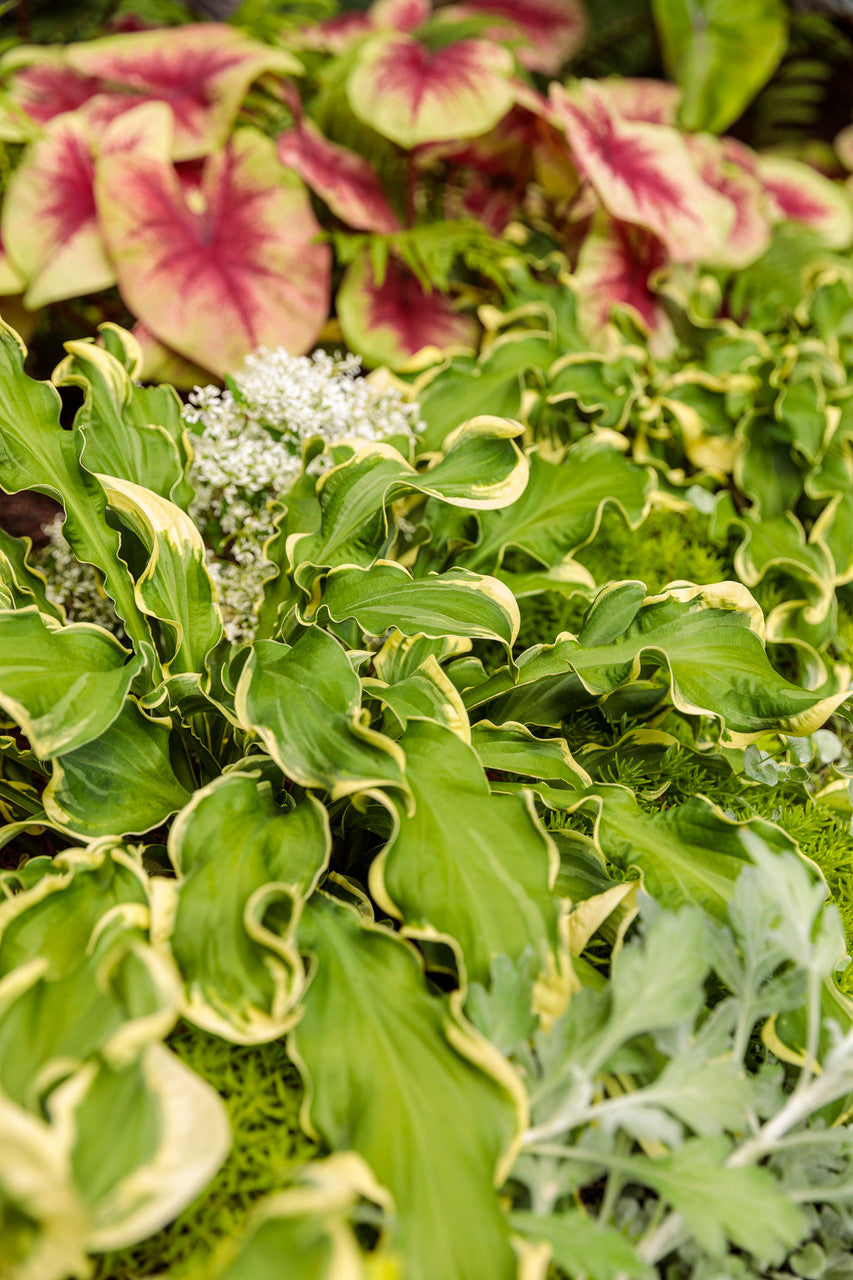 Hosta Shadowland® 'Wheee!' – Romence Gardens & Greenhouses