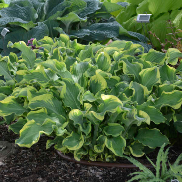 Hosta Shadowland® 'Wheee!' – Romence Gardens & Greenhouses