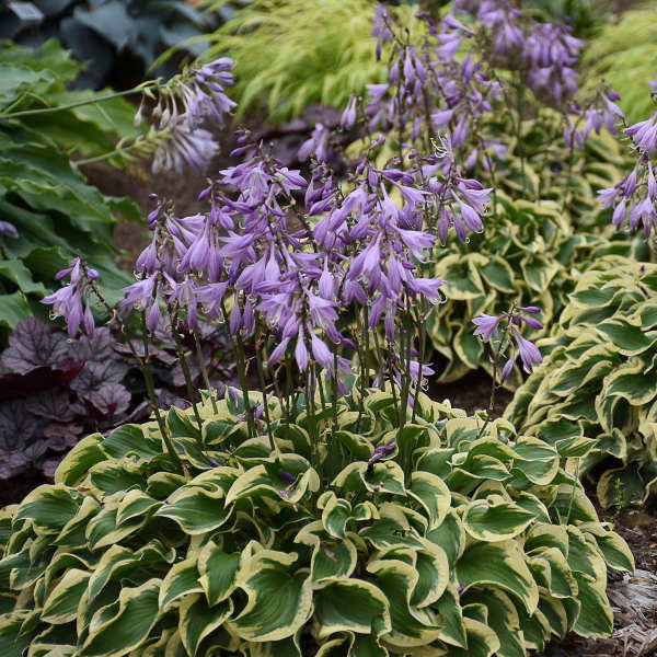 Hosta Wrinkle In Time, Purple