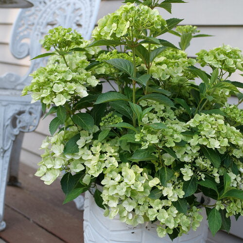 Hydrangea Cascade 'Fairytrail® Green'