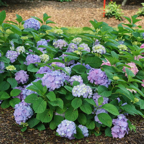 Hydrangea 'Let's Dance Sky View®'