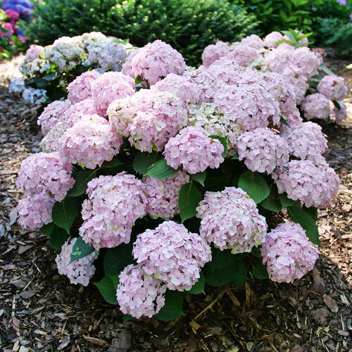 Hydrangea 'Wee Bit Innocent®'