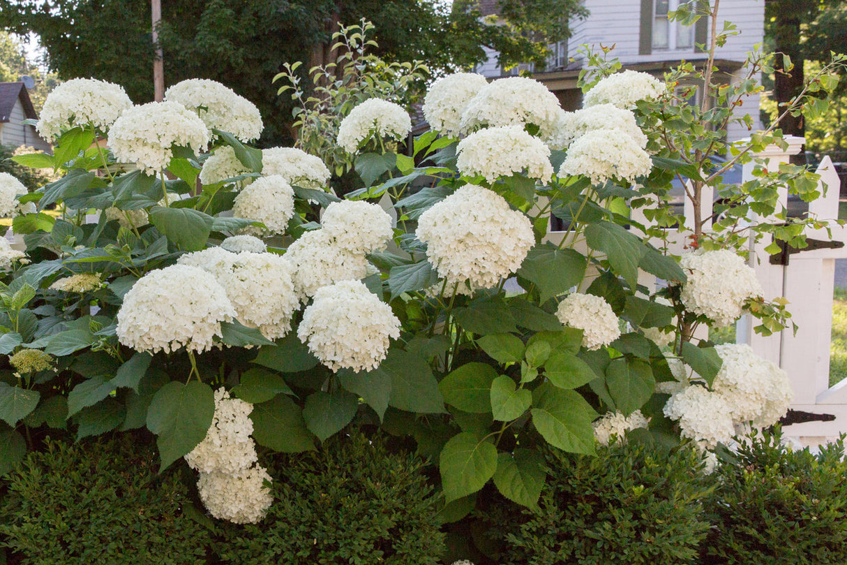 Hydrangea arborescens 'Annabelle'