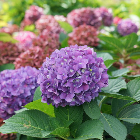 Hydrangea 'Let's Dance ¡Arriba!™'