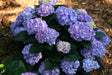 Hydrangea macrophylla 'Let's Dance® Blue Jangles®'