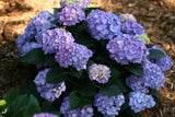 Hydrangea macrophylla 'Let's Dance® Blue Jangles®'