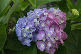 Hydrangea macrophylla 'Let's Dance® Blue Jangles®'