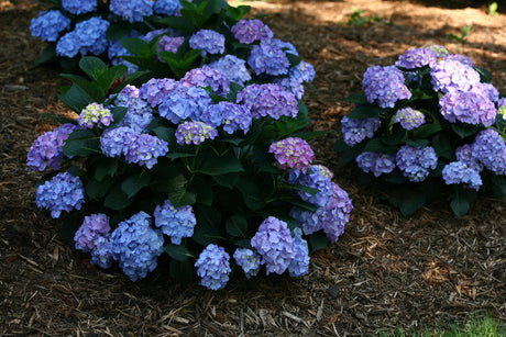 Hydrangea macrophylla 'Let's Dance® Blue Jangles®'